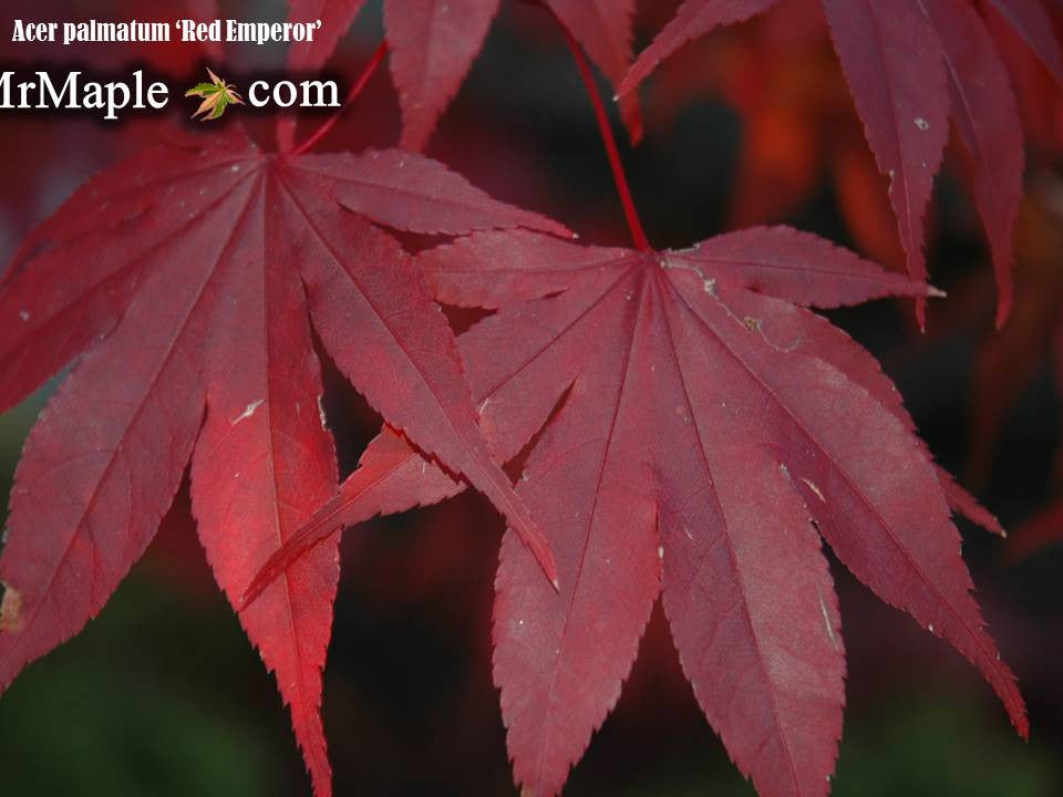 Acer palmatum 'Emperor 1' Japanese Maple Tree
