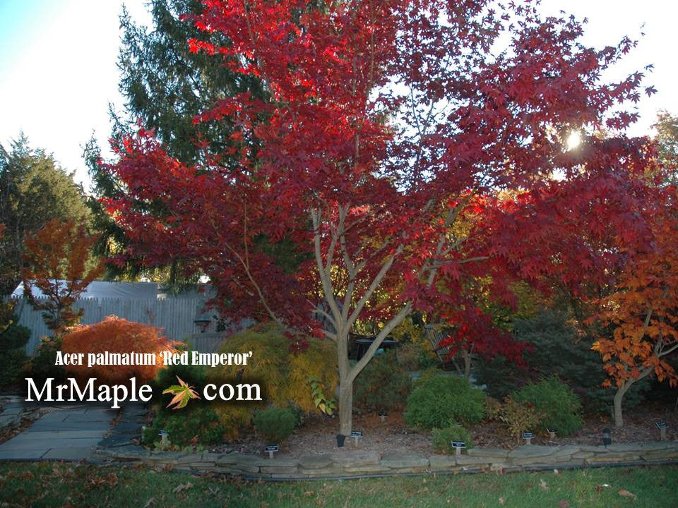 Acer palmatum 'Emperor 1' Japanese Maple Tree