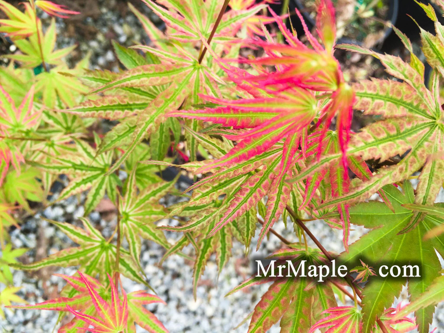 Acer palmatum 'Ikandi' Japanese Maple