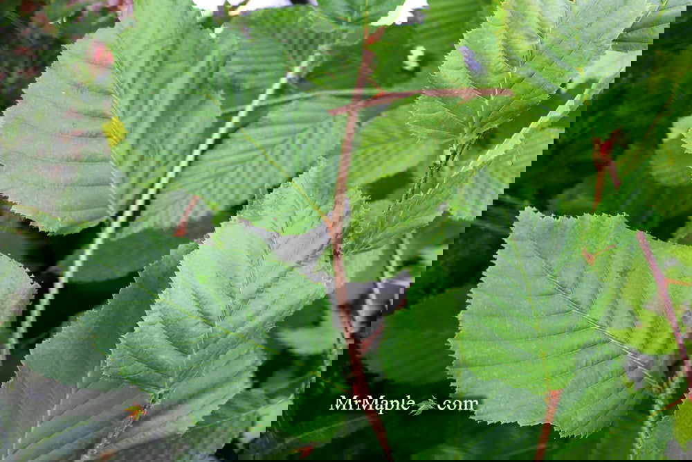 Carpinus betulus 'Vienna Weeping' Cascading European Hornbeam