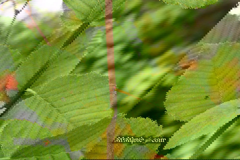 Carpinus betulus 'Vienna Weeping' Cascading European Hornbeam