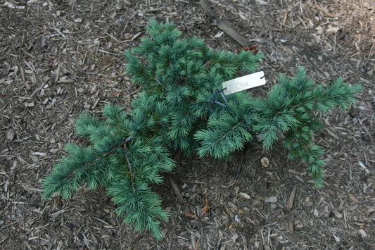 Cedrus deodara 'Devinely Blue' Small Blue Cedar