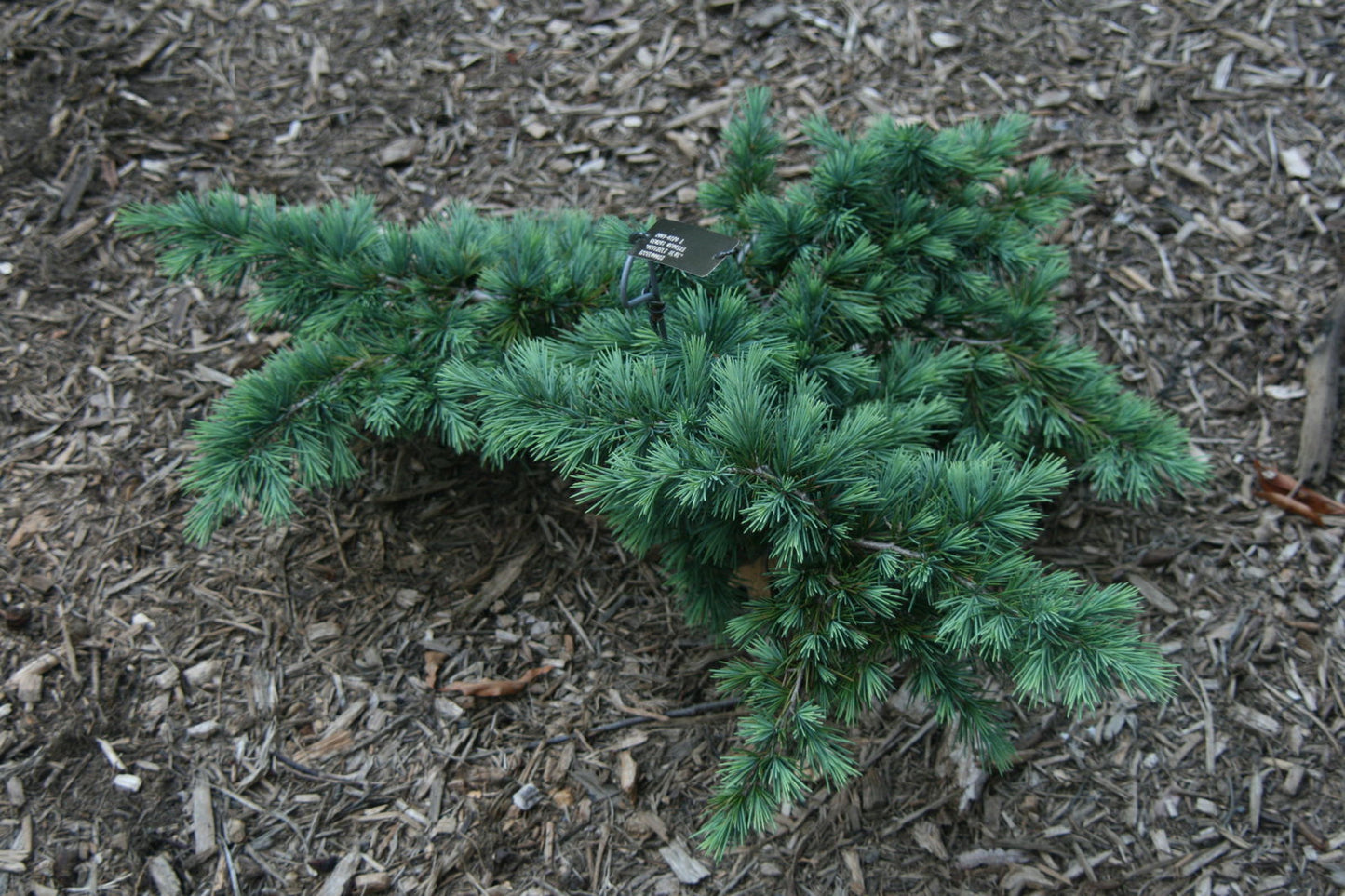 Cedrus deodara 'Devinely Blue' Small Blue Cedar