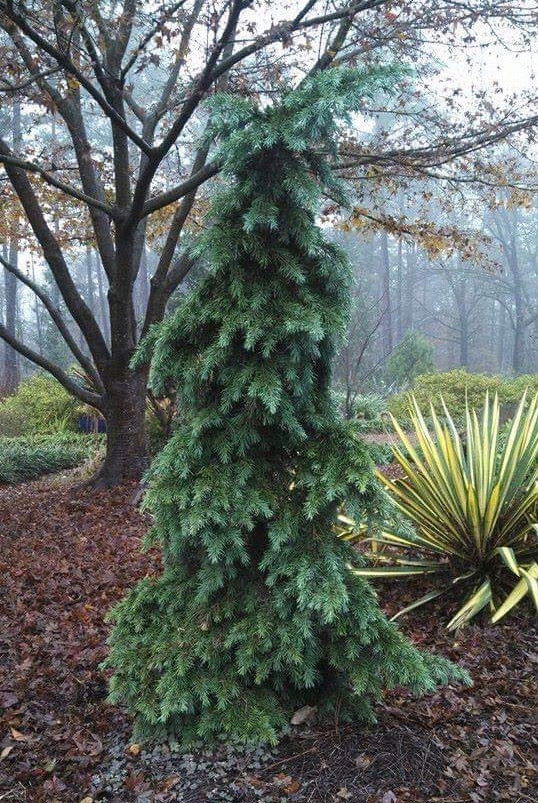 Cedrus deodara 'Devinely Blue' Small Blue Cedar