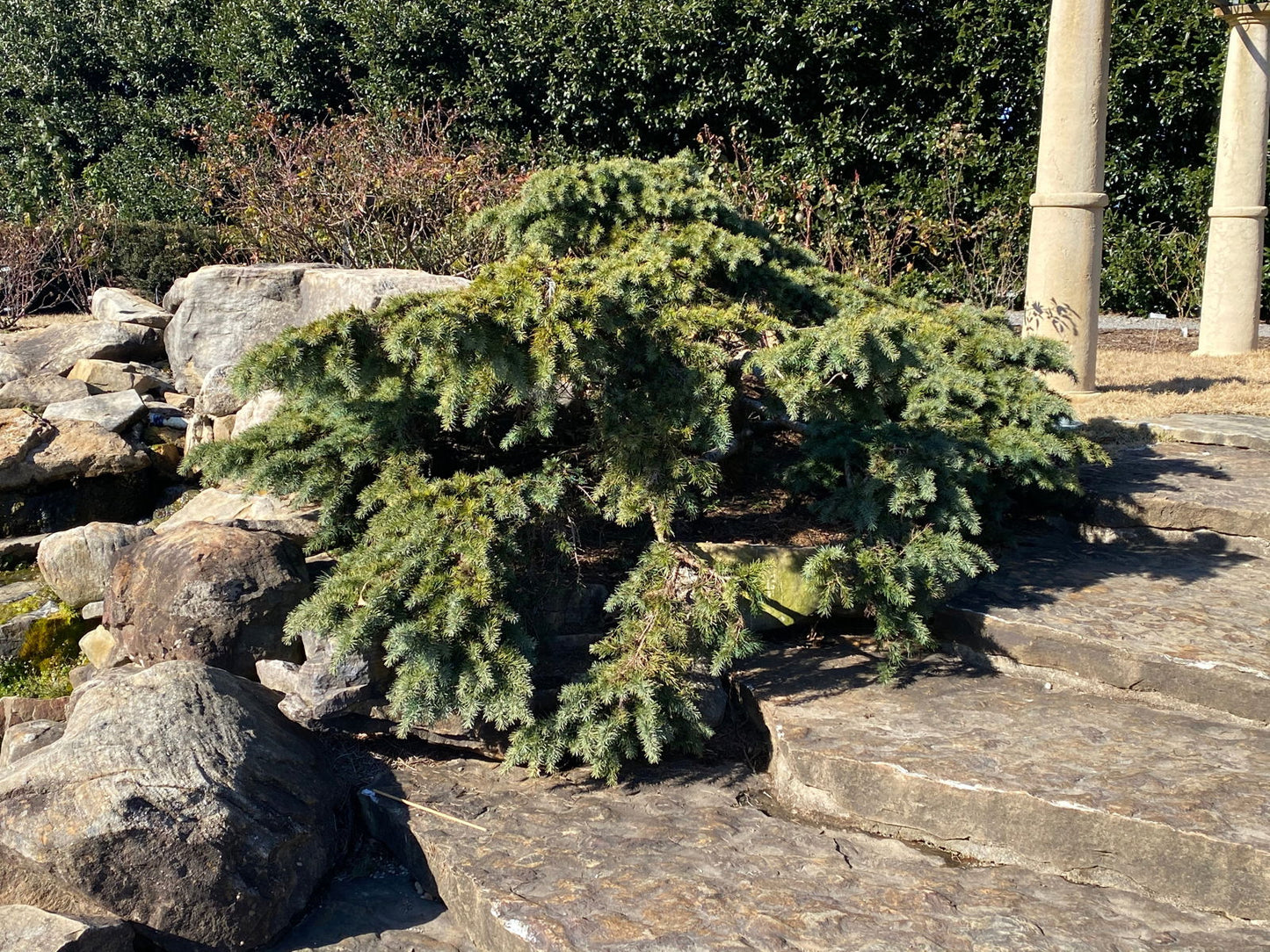 Cedrus deodara 'Devinely Blue' Small Blue Cedar