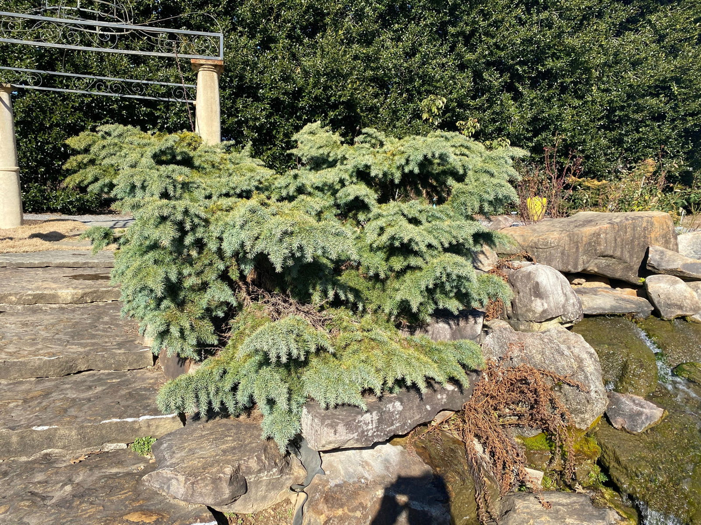 Cedrus deodara 'Devinely Blue' Small Blue Cedar