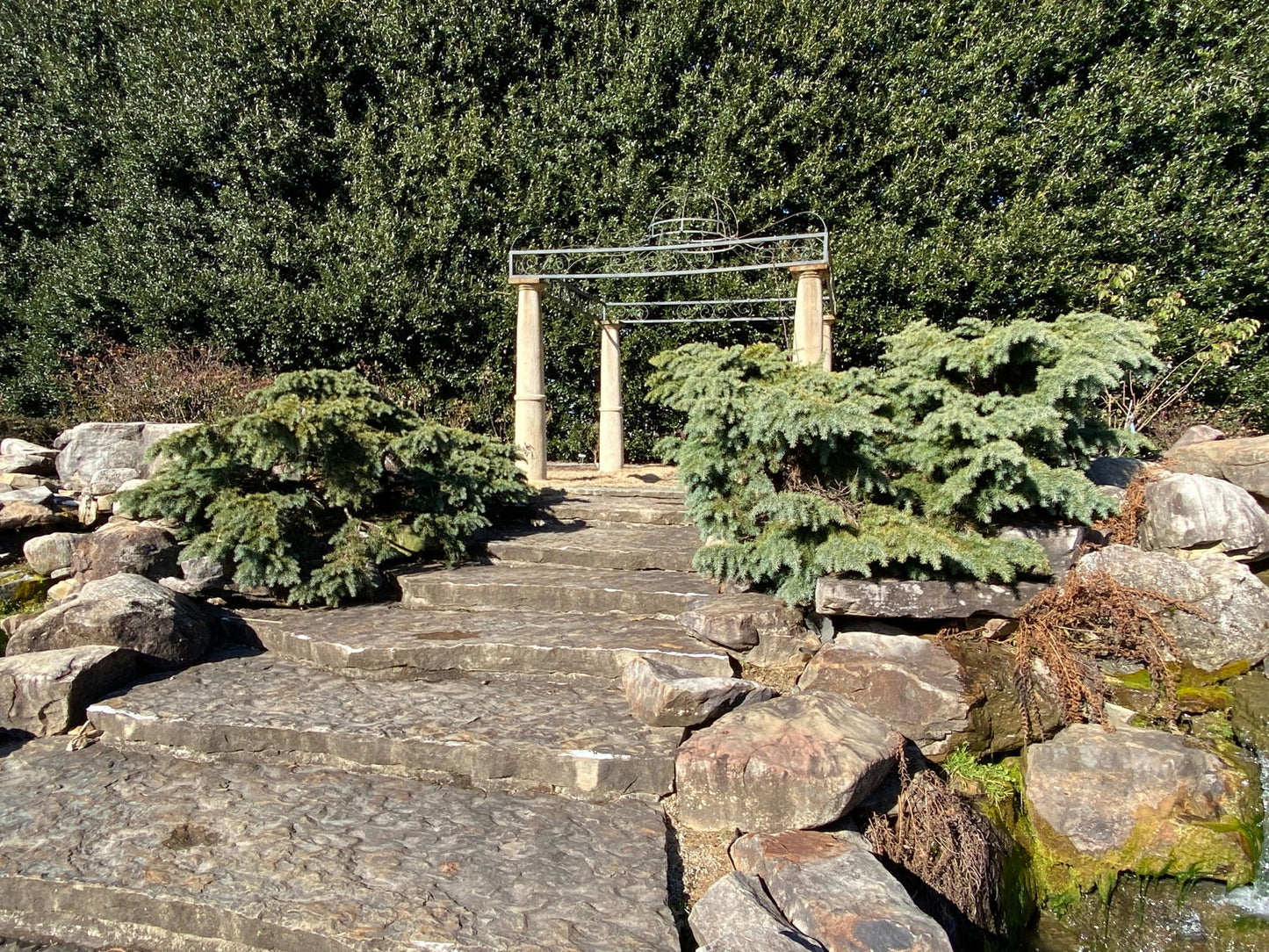 Cedrus deodara 'Devinely Blue' Small Blue Cedar
