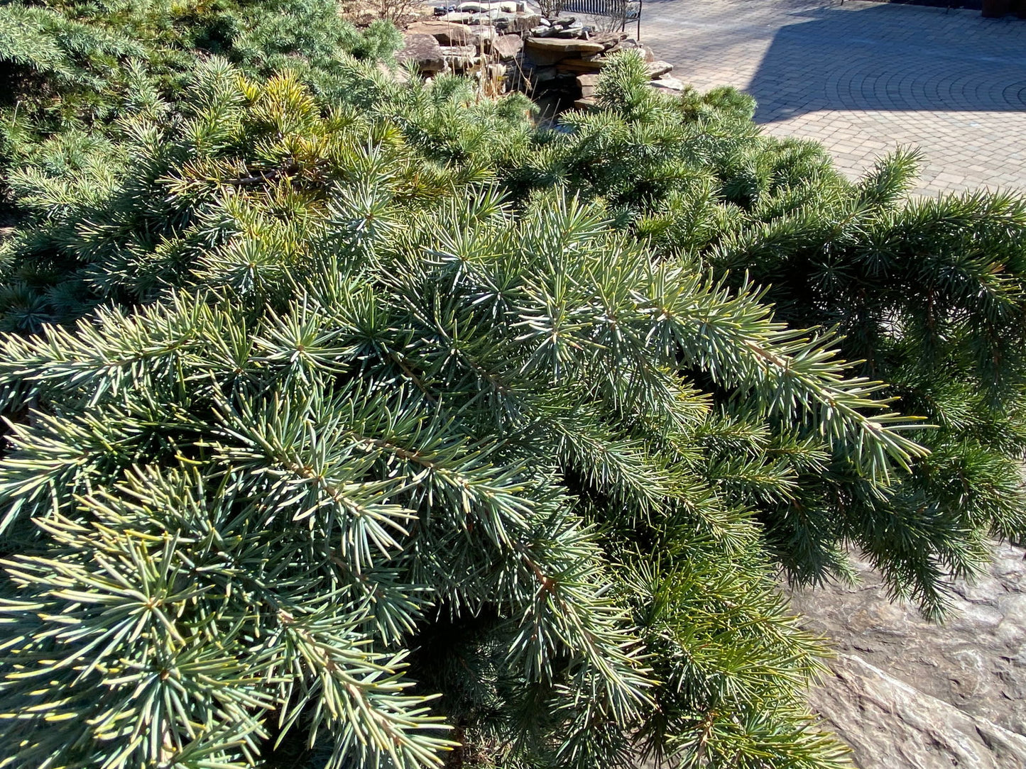 Cedrus deodara 'Devinely Blue' Small Blue Cedar