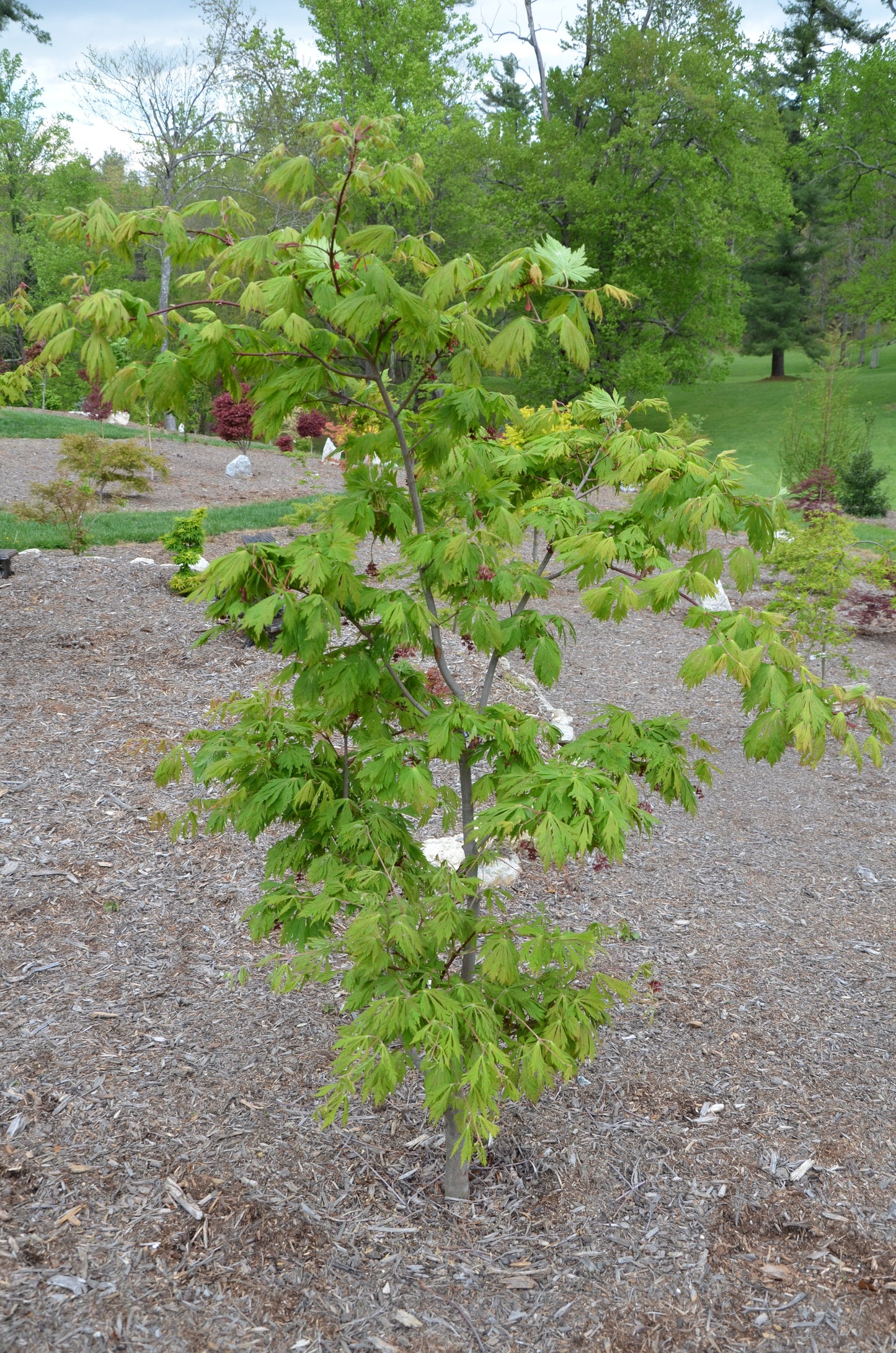 Acer japonicum 'Mai kujaku' Dancing Peacock Japanese Maple