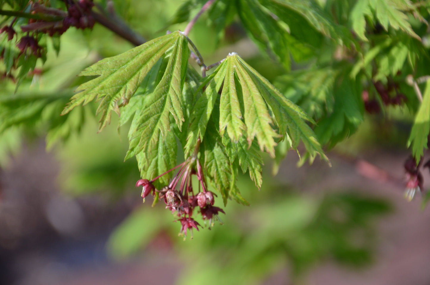 Acer japonicum 'Mai kujaku' Dancing Peacock Japanese Maple