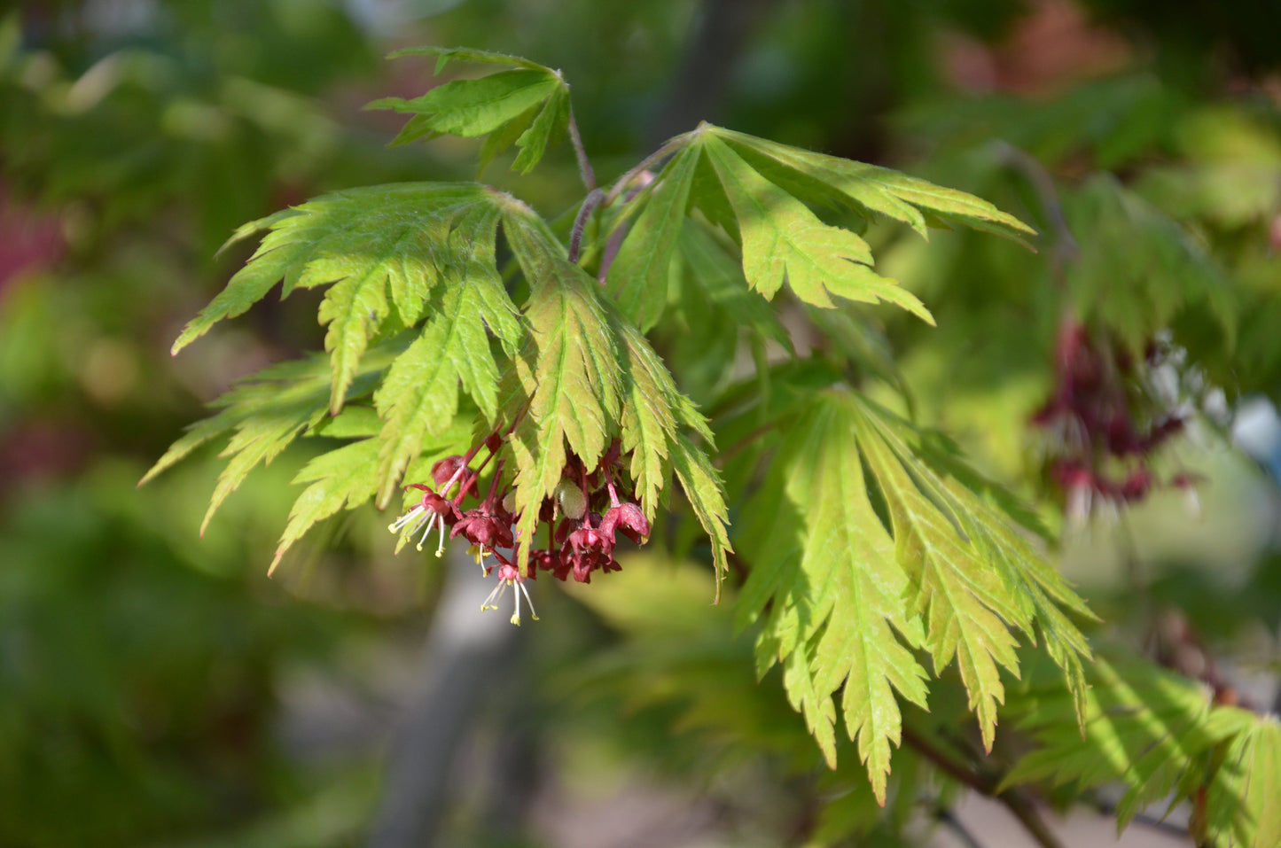 Acer japonicum 'Mai kujaku' Dancing Peacock Japanese Maple