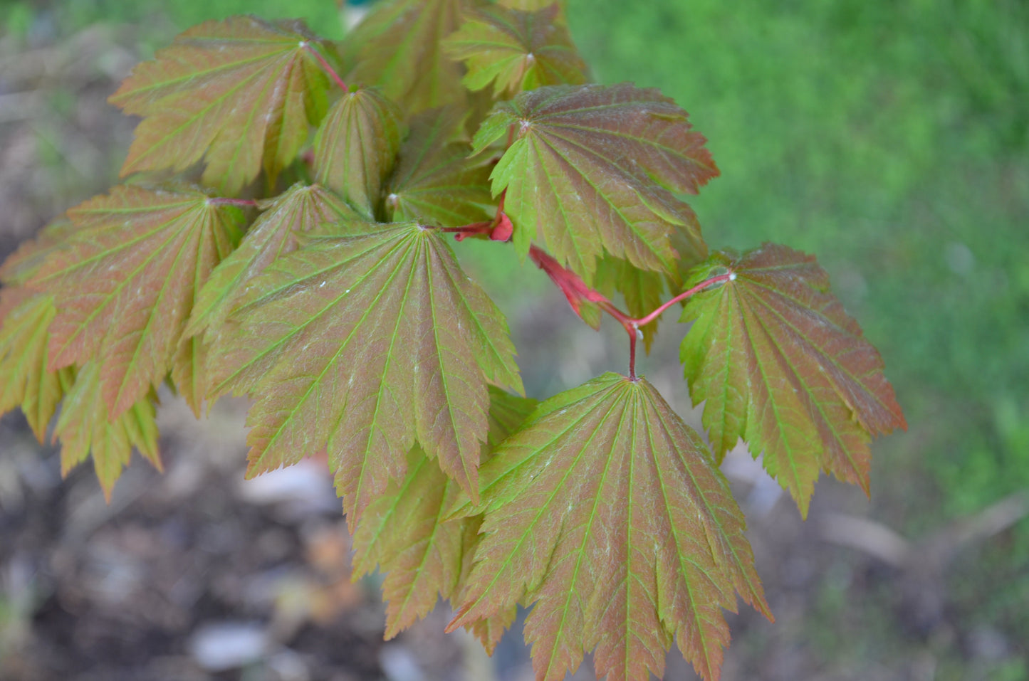 Acer japonicum 'Emmett's Pumpkin' Full Moon Japanese Maple