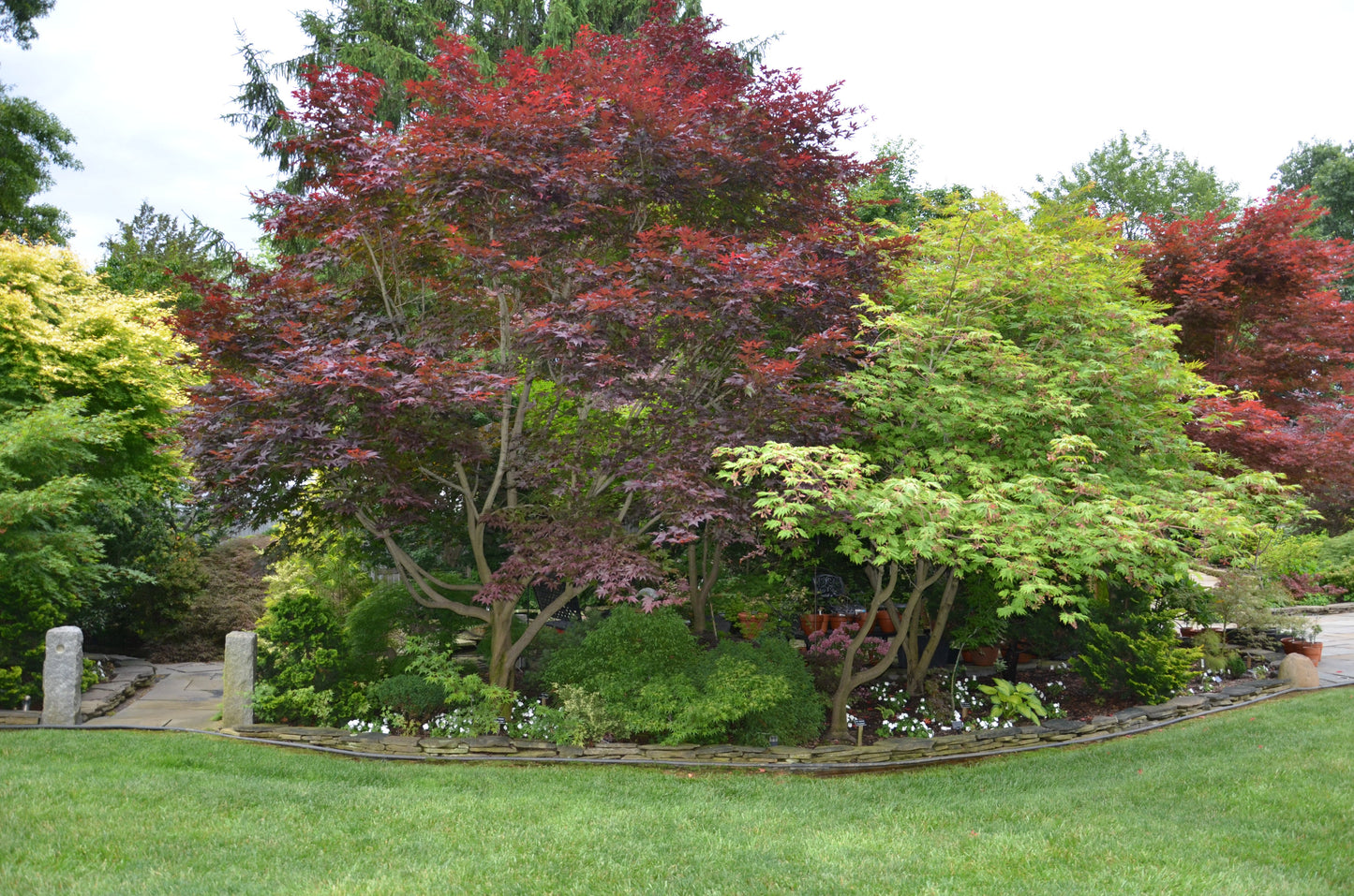 Acer palmatum 'Emperor 1' Japanese Maple Tree