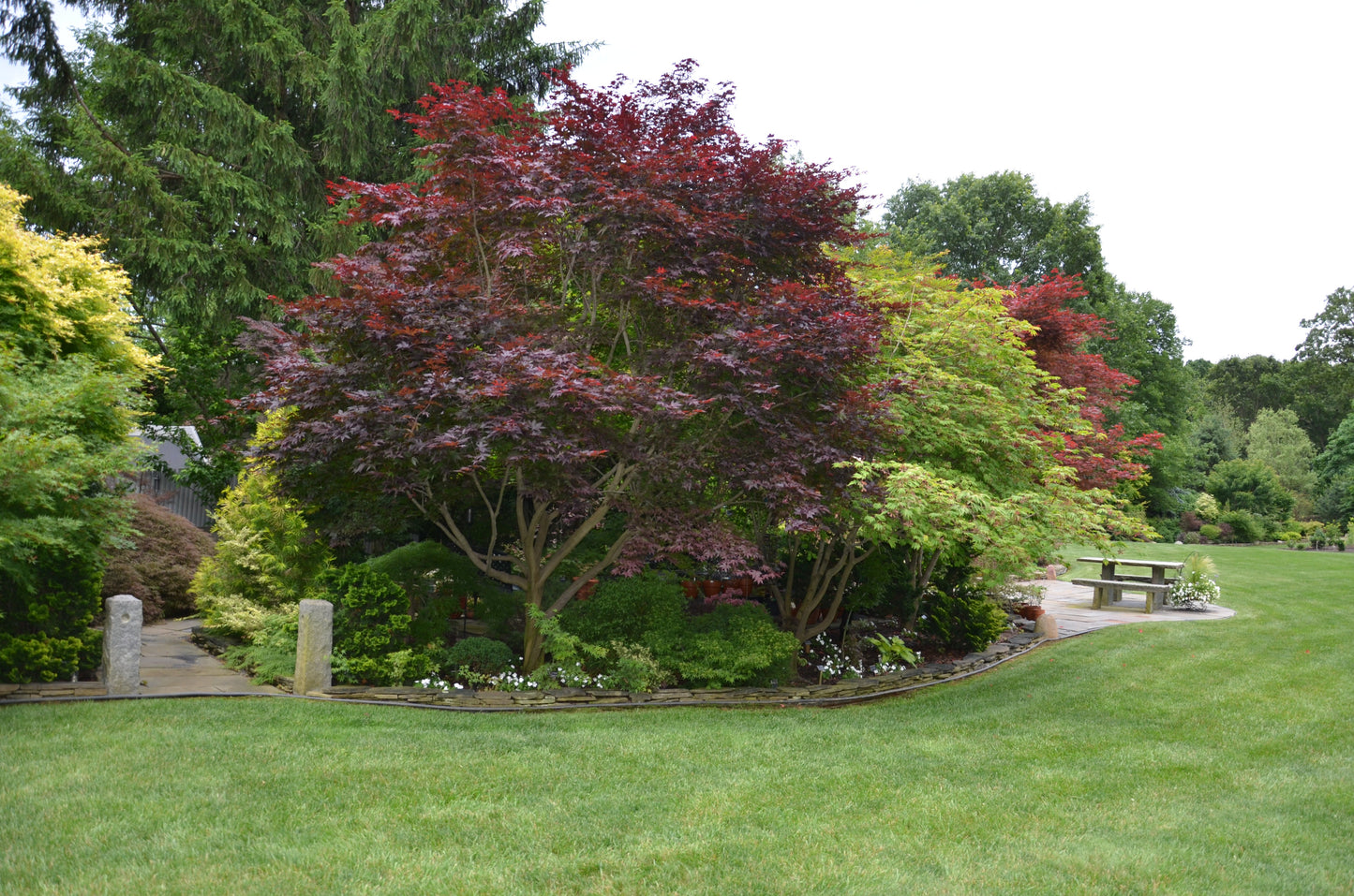 Acer palmatum 'Emperor 1' Japanese Maple Tree