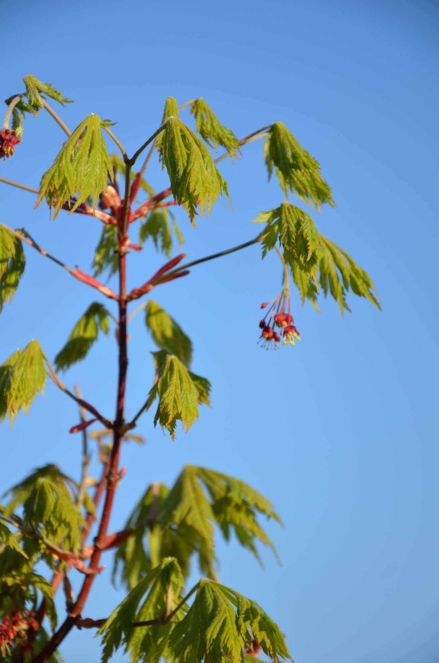 Acer japonicum 'Mai kujaku' Dancing Peacock Japanese Maple
