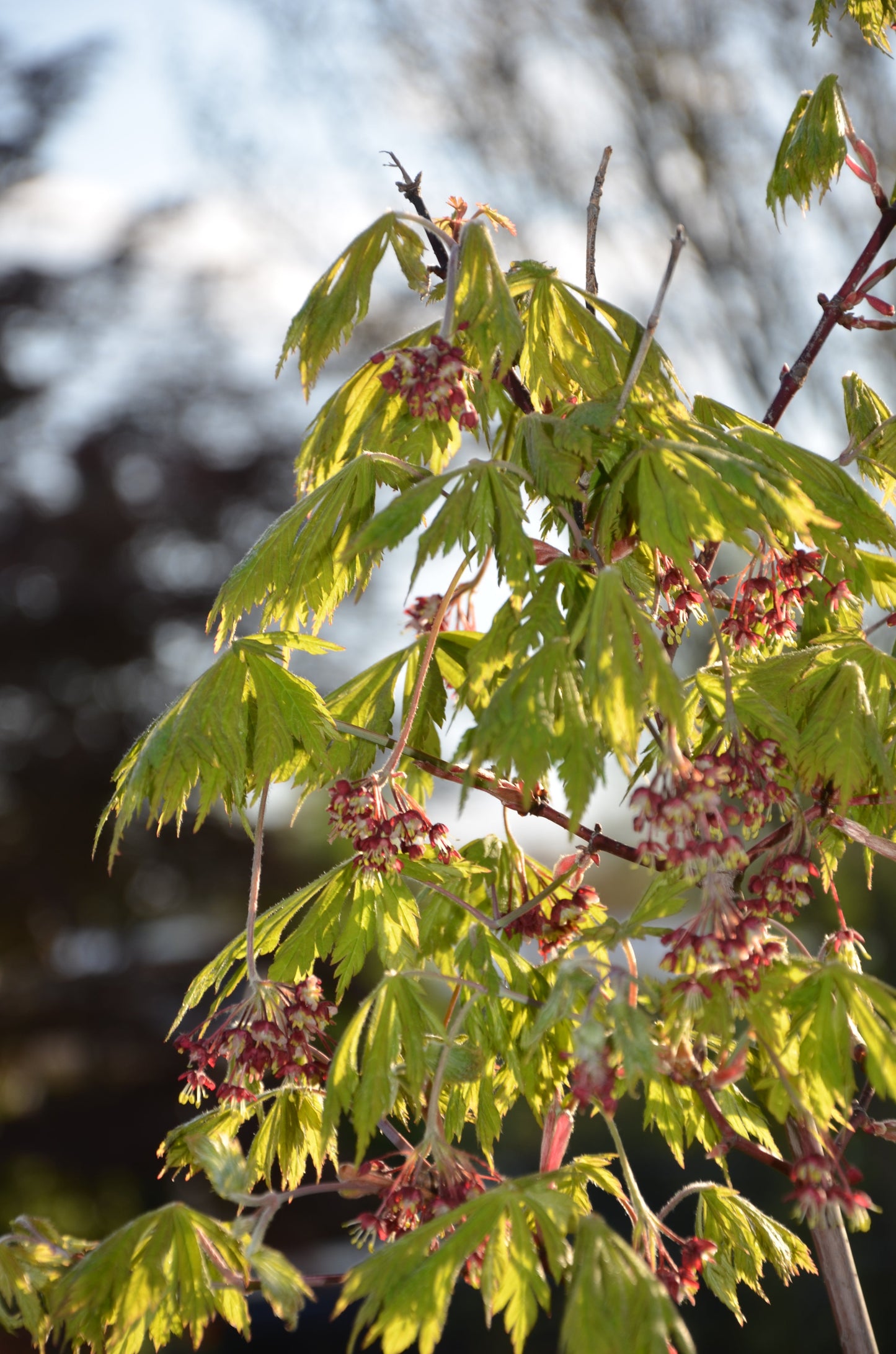 Acer japonicum 'Mai kujaku' Dancing Peacock Japanese Maple