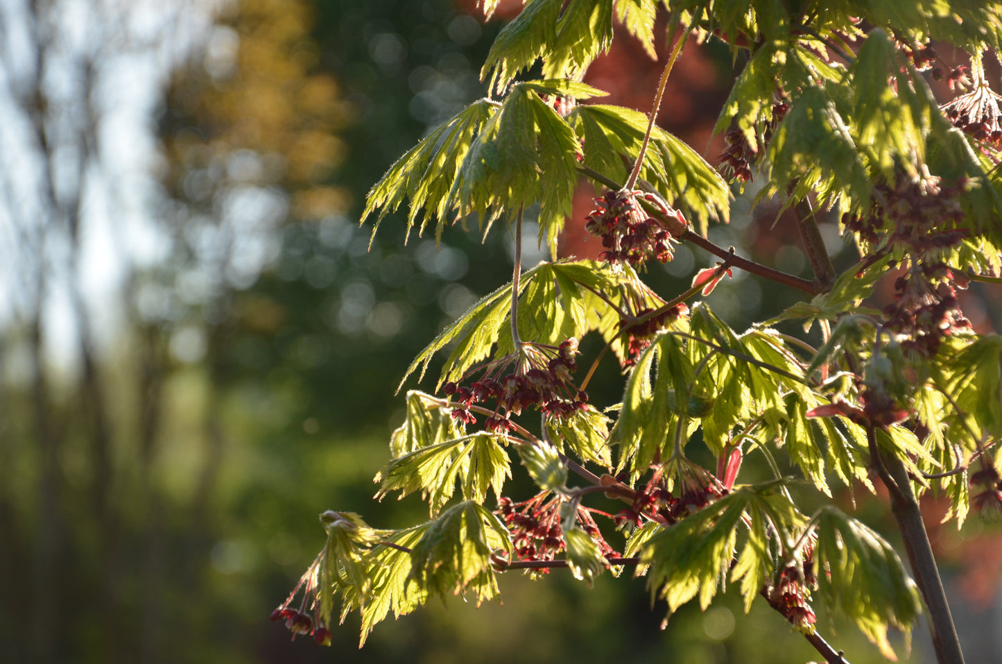 Acer japonicum 'Mai kujaku' Dancing Peacock Japanese Maple