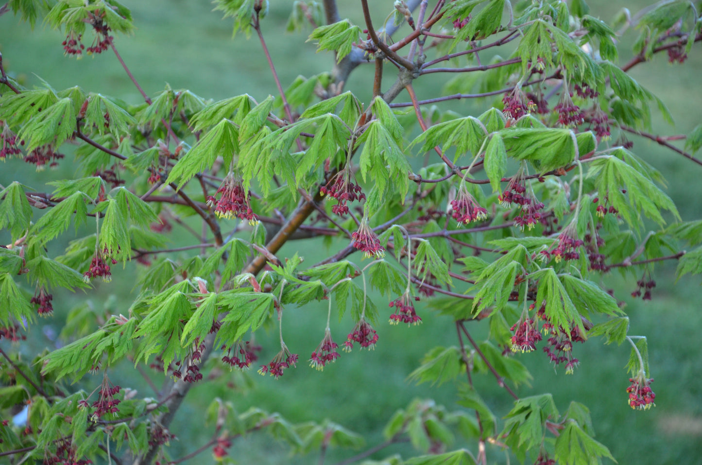 Acer japonicum 'Mai kujaku' Dancing Peacock Japanese Maple