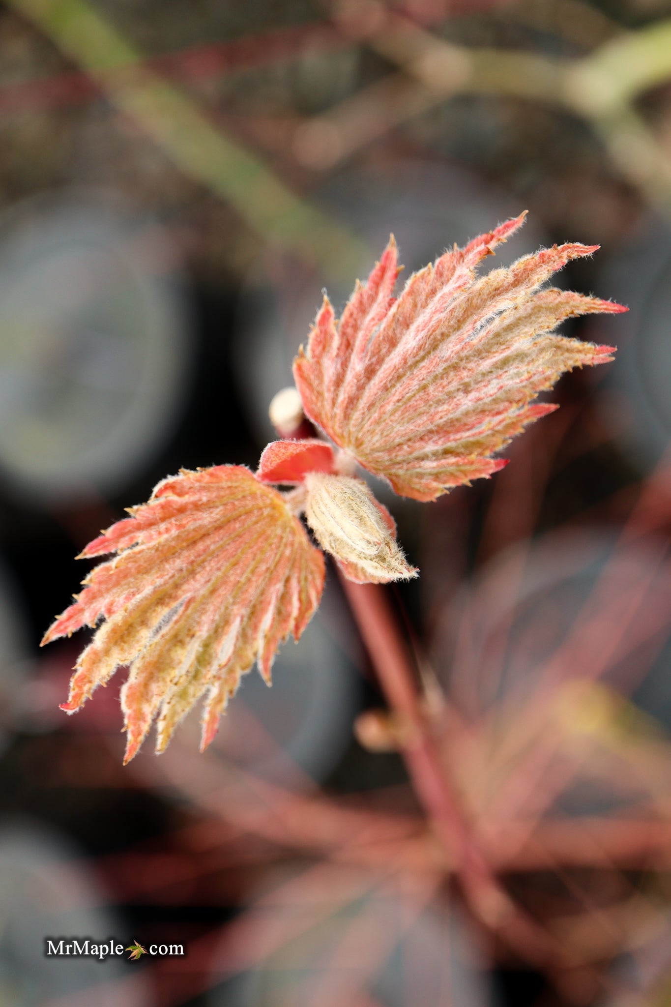 Acer japonicum 'Emmett's Pumpkin' Full Moon Japanese Maple