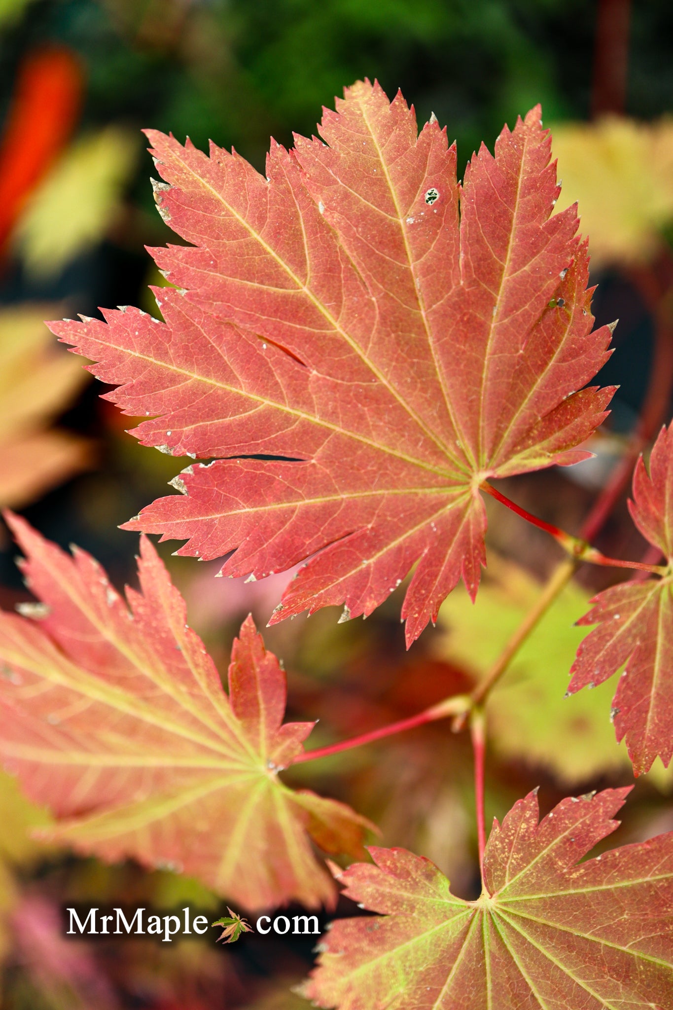 Acer japonicum 'Emmett's Pumpkin' Full Moon Japanese Maple