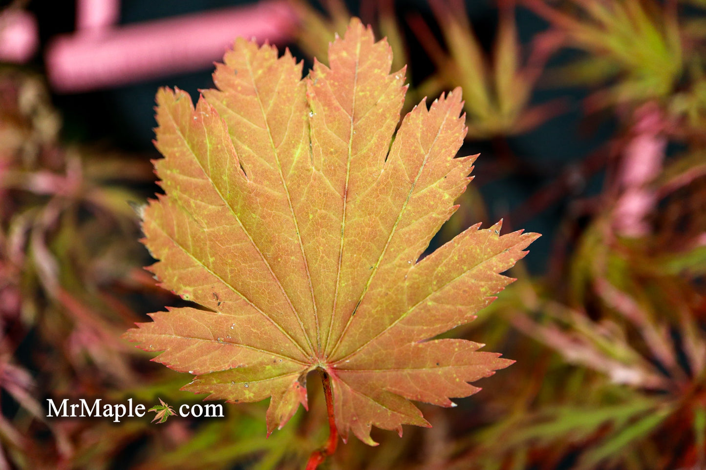 Acer japonicum 'Emmett's Pumpkin' Full Moon Japanese Maple