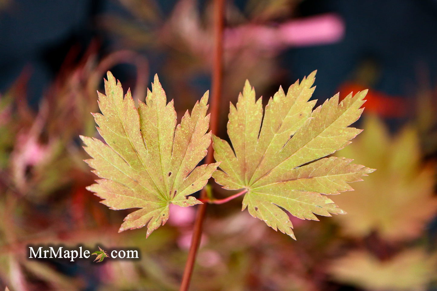 Acer japonicum 'Emmett's Pumpkin' Full Moon Japanese Maple