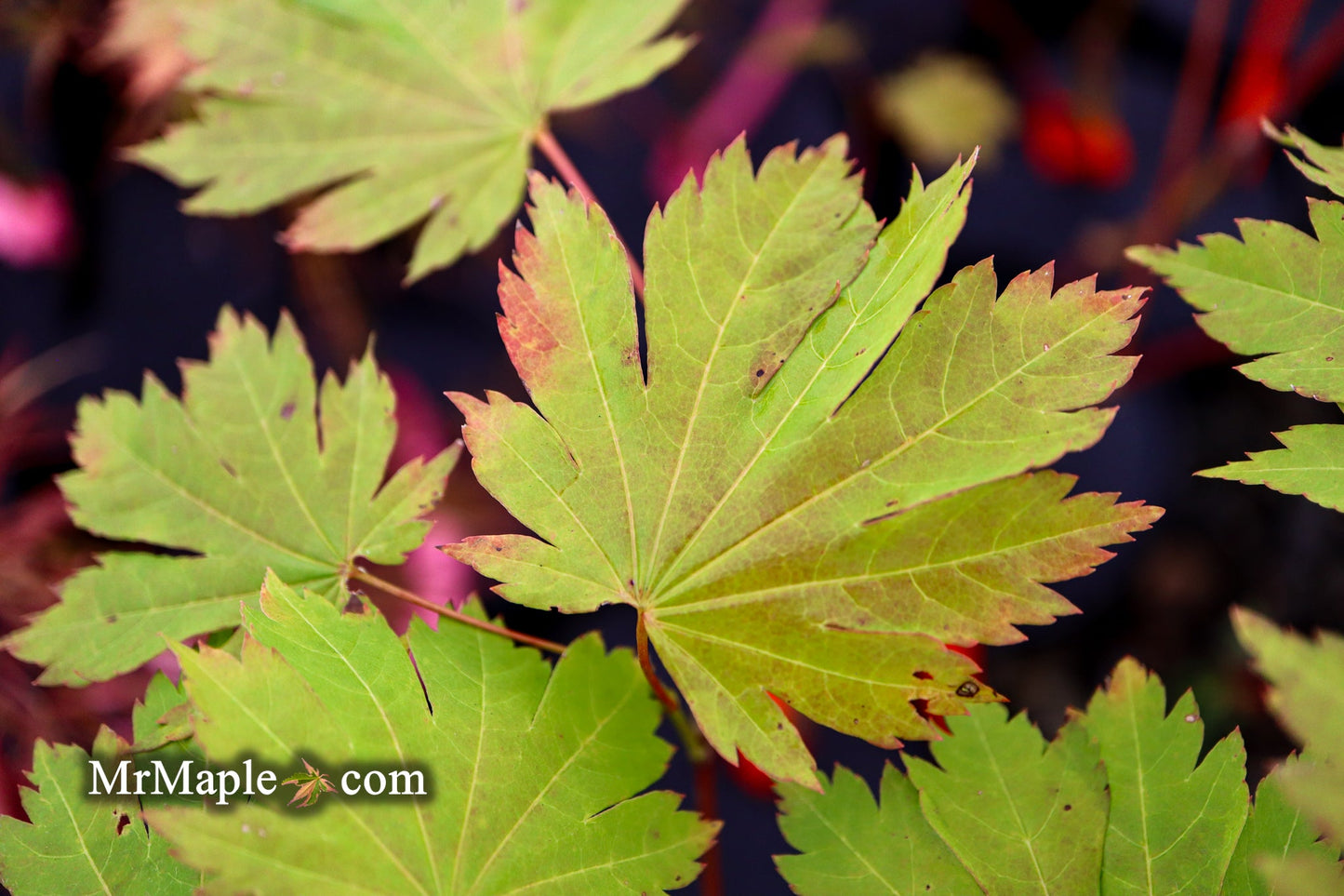 Acer japonicum 'Emmett's Pumpkin' Full Moon Japanese Maple