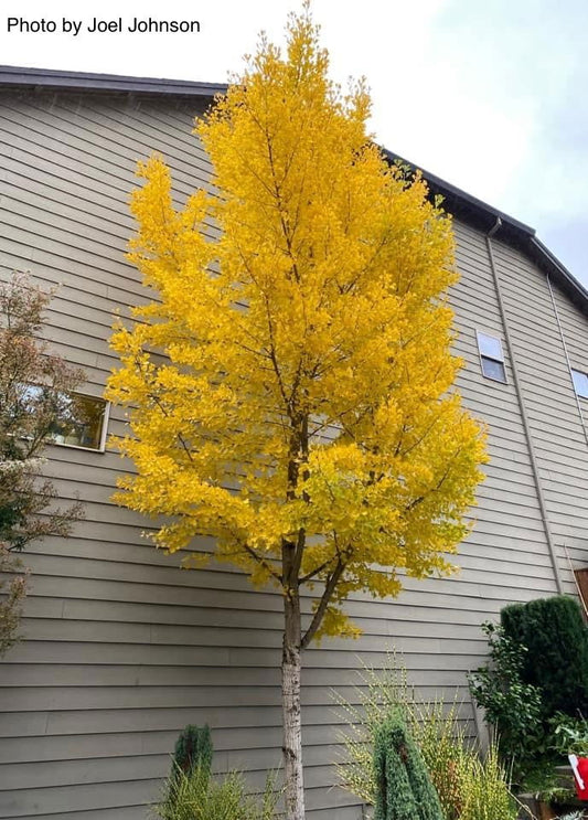 FOR PICKUP ONLY | Ginkgo biloba 'Autumn Gold' Ginkgo Tree | DOES NOT SHIP