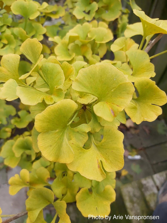 Ginkgo biloba 'Chris's Dwarf' aka "Munchkin" Male Ginkgo Tree