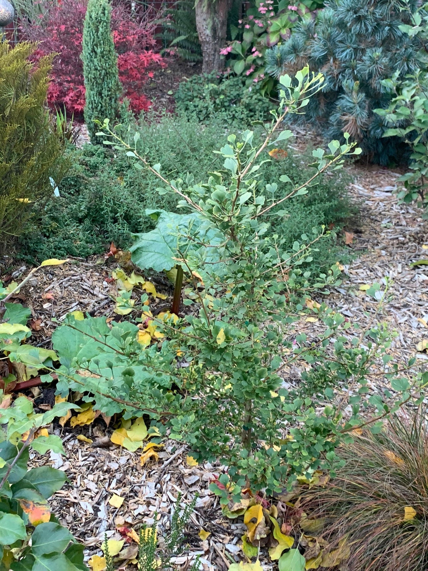 Ginkgo biloba 'Chris's Dwarf' aka "Munchkin" Male Ginkgo Tree