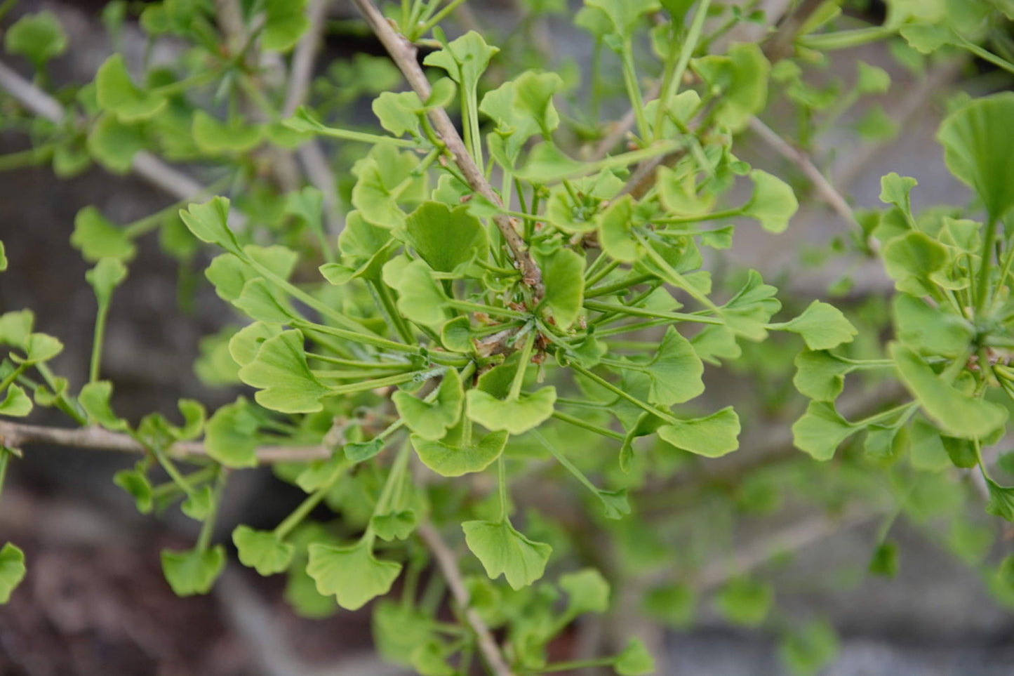 Ginkgo biloba 'Chris's Dwarf' aka "Munchkin" Male Ginkgo Tree