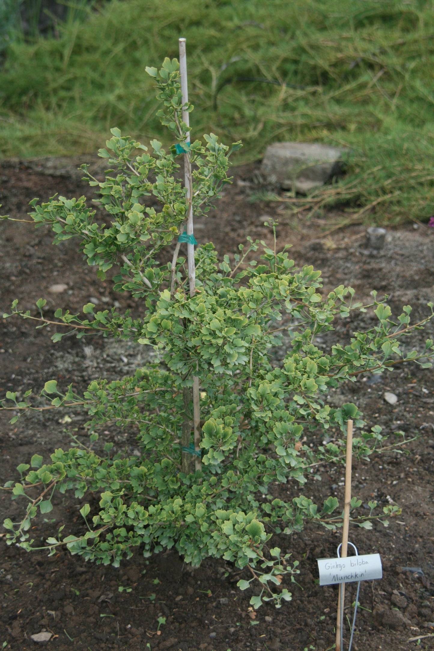 Ginkgo biloba 'Chris's Dwarf' aka "Munchkin" Male Ginkgo Tree