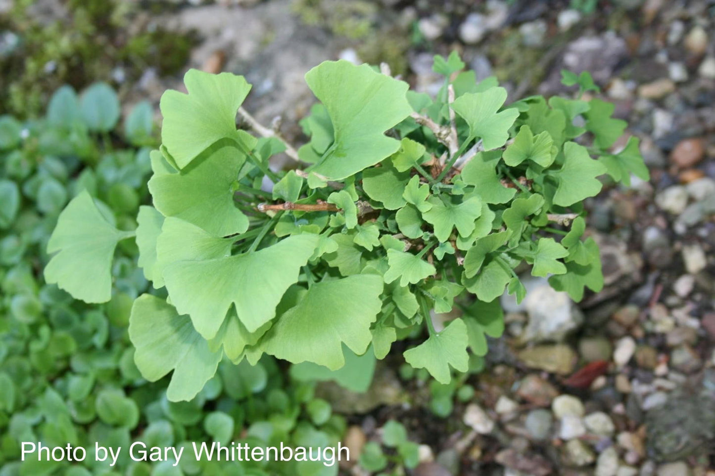Ginkgo biloba 'Chris's Dwarf' aka "Munchkin" Male Ginkgo Tree