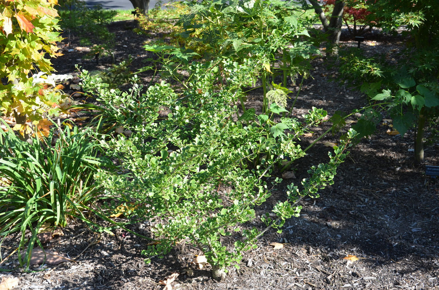 Ginkgo biloba 'Chris's Dwarf' aka "Munchkin" Male Ginkgo Tree