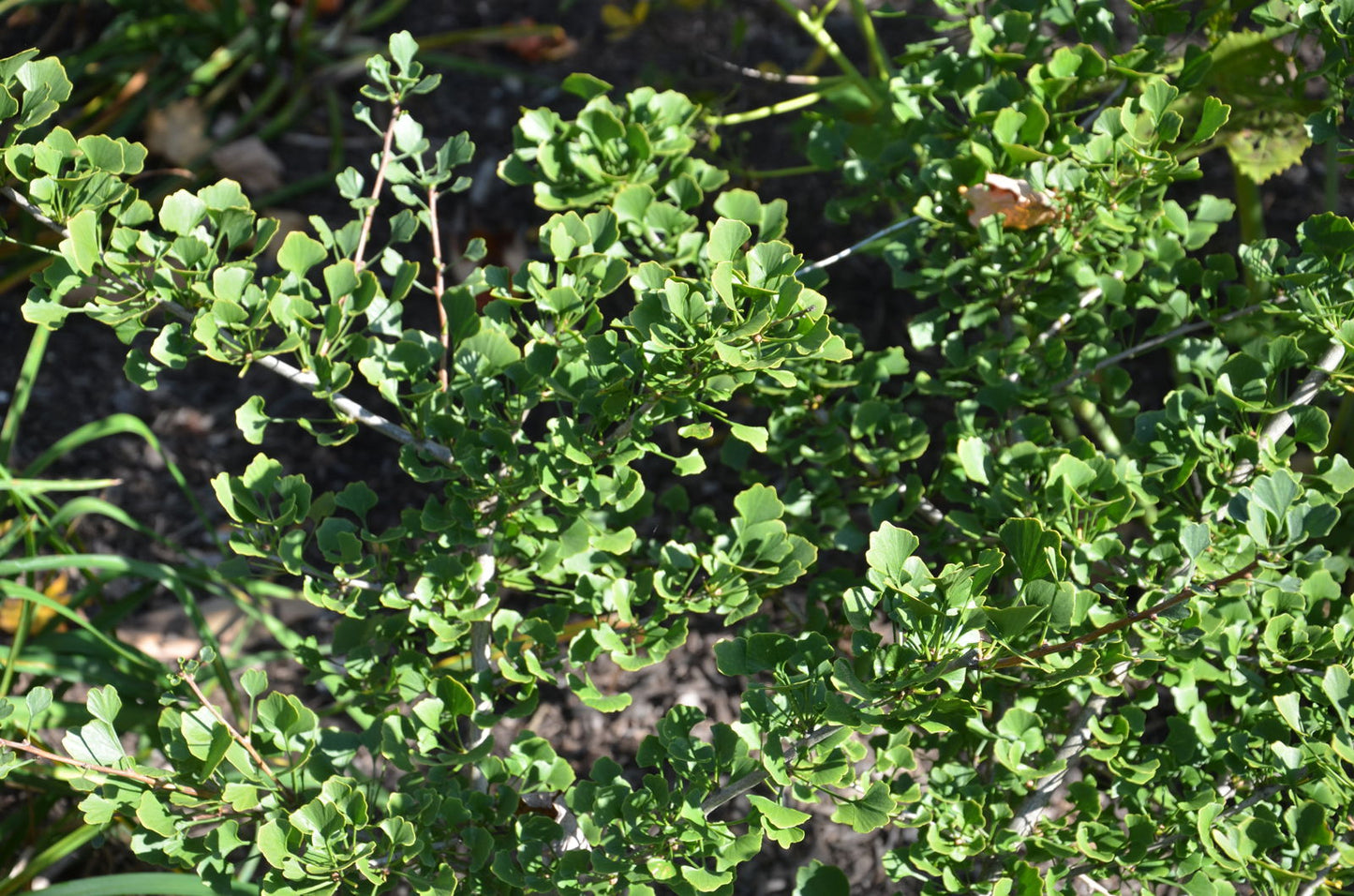 Ginkgo biloba 'Chris's Dwarf' aka "Munchkin" Male Ginkgo Tree