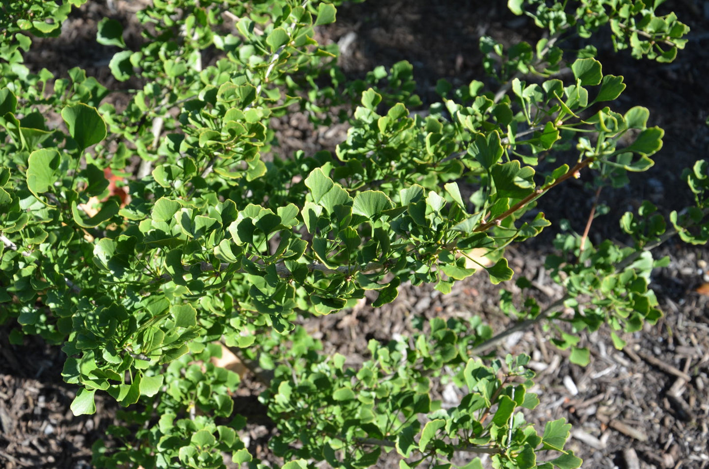 Ginkgo biloba 'Chris's Dwarf' aka "Munchkin" Male Ginkgo Tree