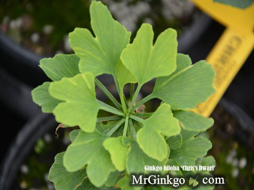 Ginkgo biloba 'Chris's Dwarf' aka "Munchkin" Male Ginkgo Tree