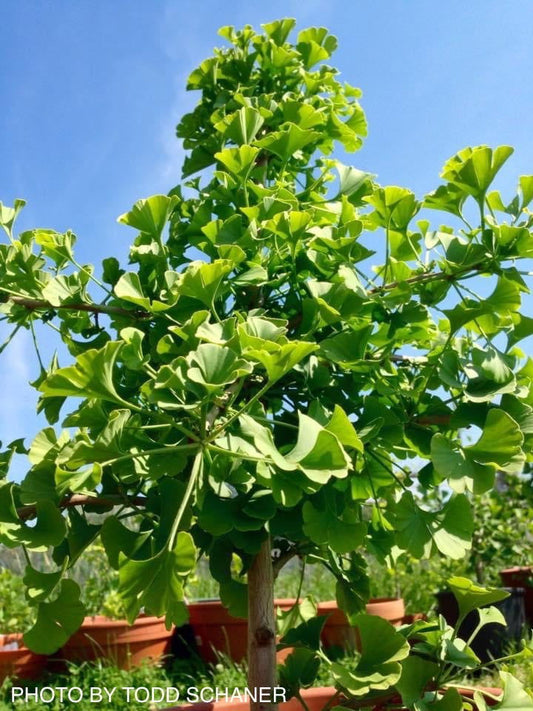 Ginkgo biloba 'Queen City’ Dwarf Ginkgo Tree