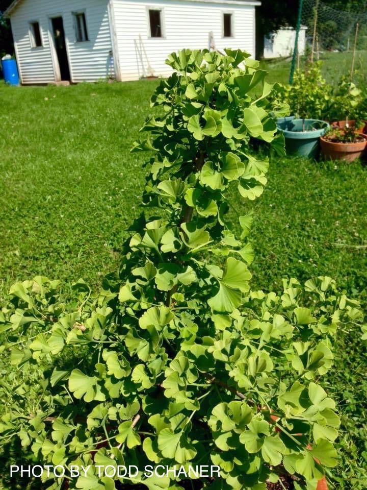 Ginkgo biloba 'Queen City’ Dwarf Ginkgo Tree