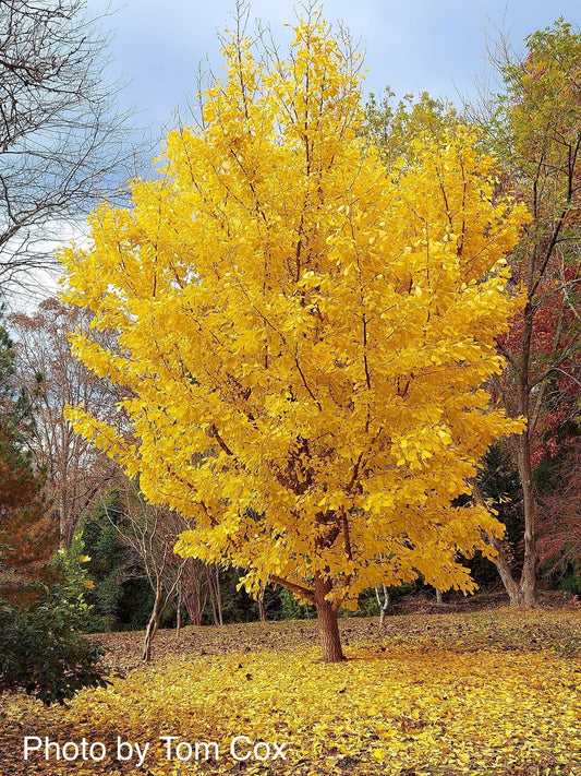 Ginkgo biloba 'Saratoga' Male Ginkgo Tree