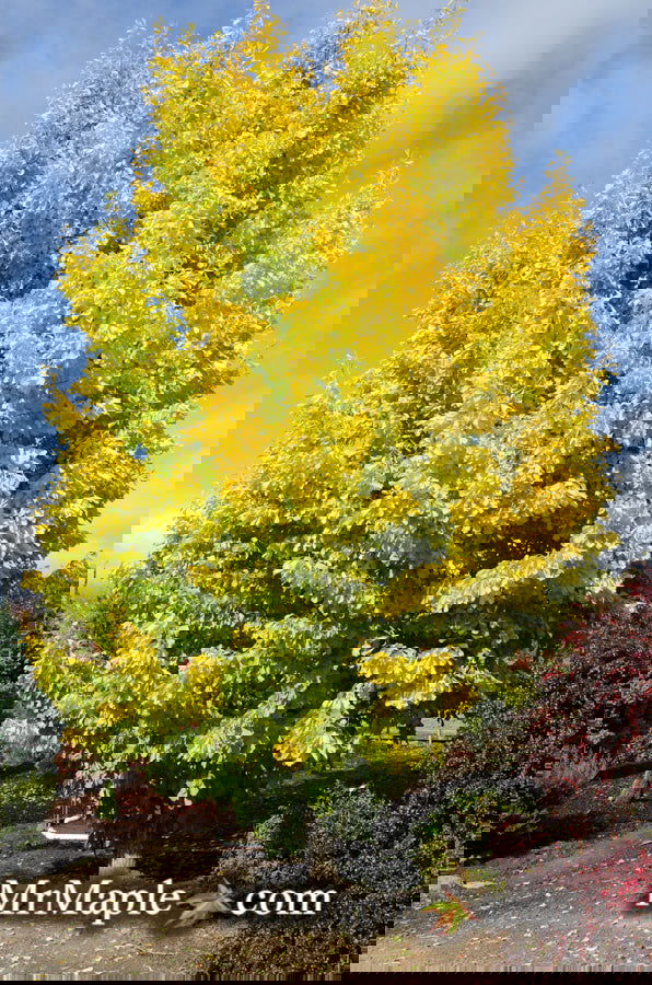 Ginkgo biloba 'Saratoga' Male Ginkgo Tree