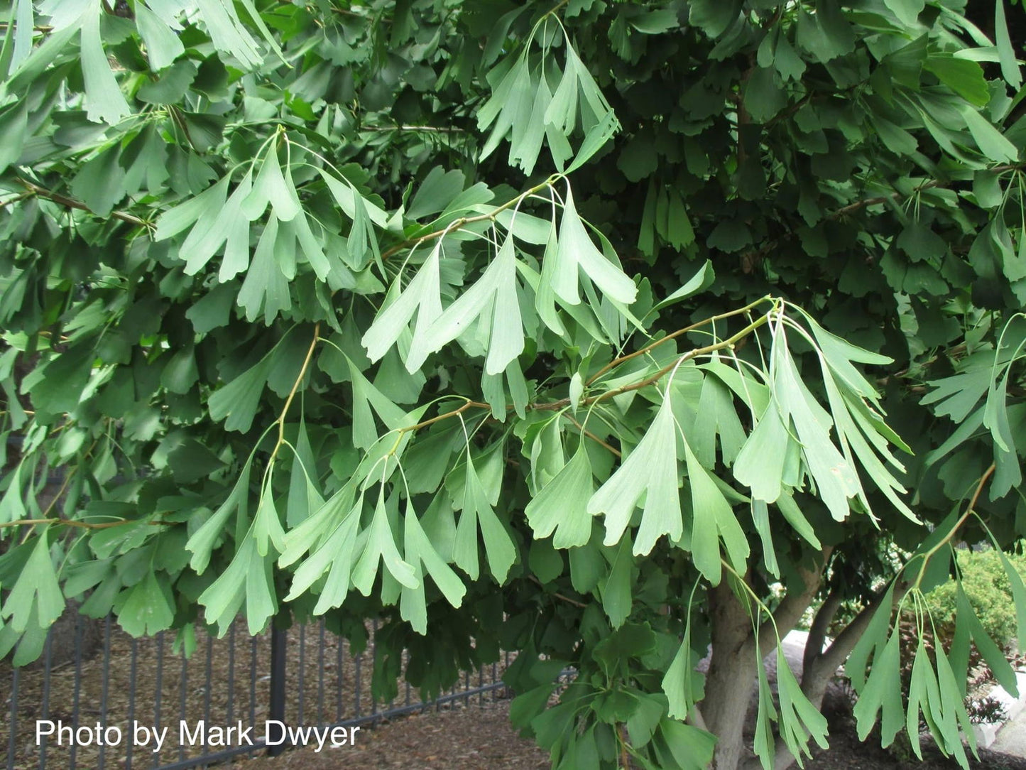 Ginkgo biloba 'Saratoga' Male Ginkgo Tree