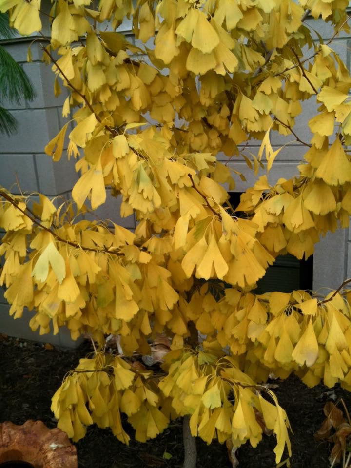 Ginkgo biloba 'Saratoga' Male Ginkgo Tree