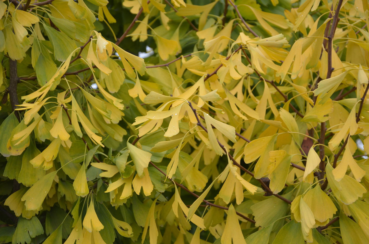 Ginkgo biloba 'Saratoga' Male Ginkgo Tree