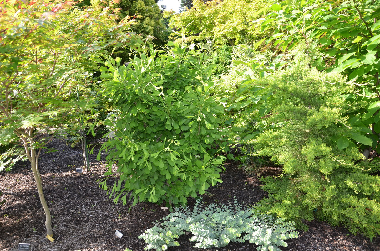 Ginkgo biloba 'Saratoga' Male Ginkgo Tree
