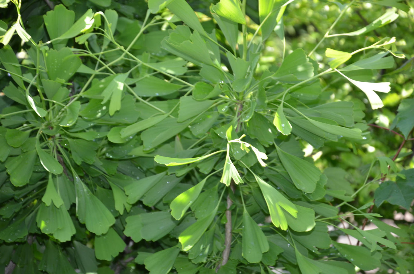 Ginkgo biloba 'Saratoga' Male Ginkgo Tree