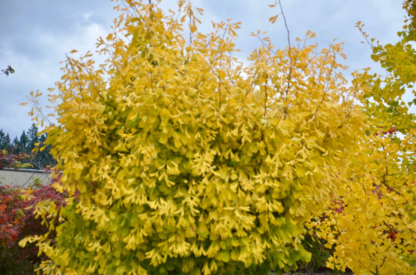 Ginkgo biloba 'Saratoga' Male Ginkgo Tree