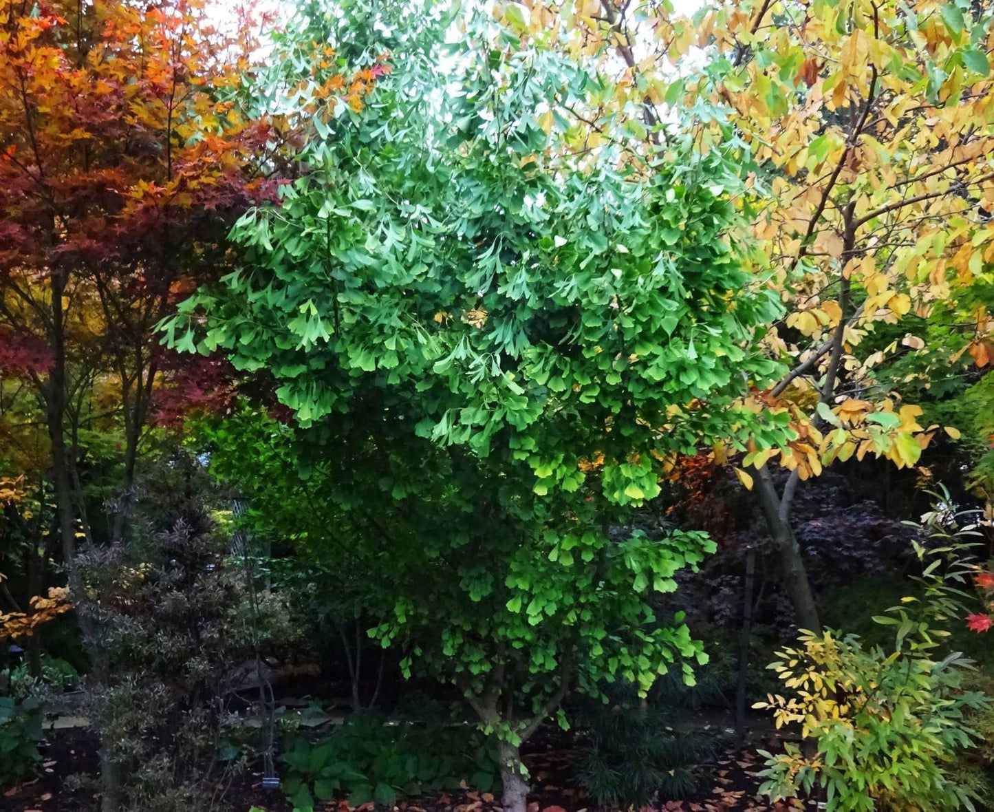 Ginkgo biloba 'Saratoga' Male Ginkgo Tree