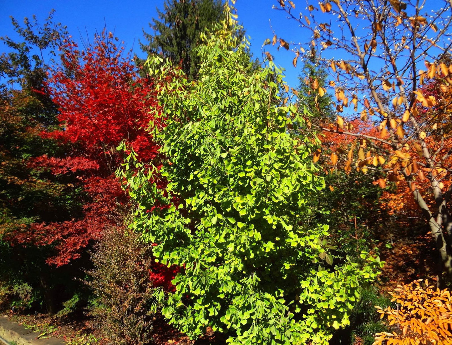 Ginkgo biloba 'Saratoga' Male Ginkgo Tree