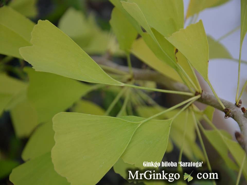 Ginkgo biloba 'Saratoga' Male Ginkgo Tree
